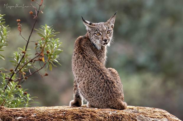 Lince ibérico en Gato Clavo: Cachorro en tronco