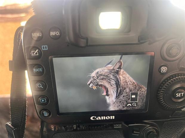 Experiencia de naturaleza en Gato Clavo: cámara y lince