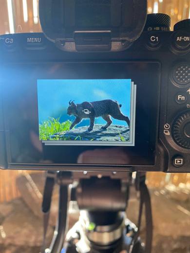Experiencia Gato Clavo: Camara de seguimiento