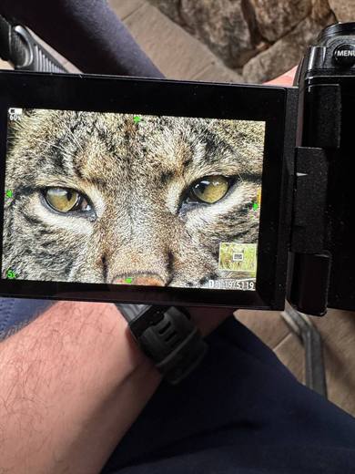 Experiencia de naturaleza en Gato Clavo: seguimiento fotográfico