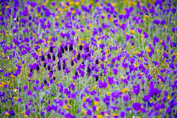 Paisaje mediterráneo de Gato Clavo: Campo florido