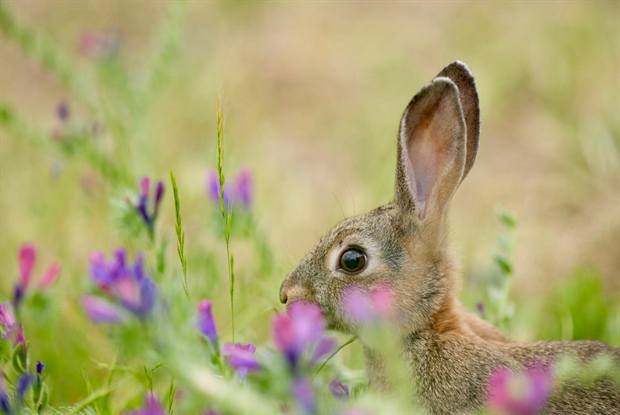Fauna y finca de Gato Clavo: Conejo entre flores