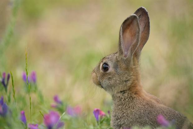 Fauna y finca de Gato Clavo: Conejo en floracion