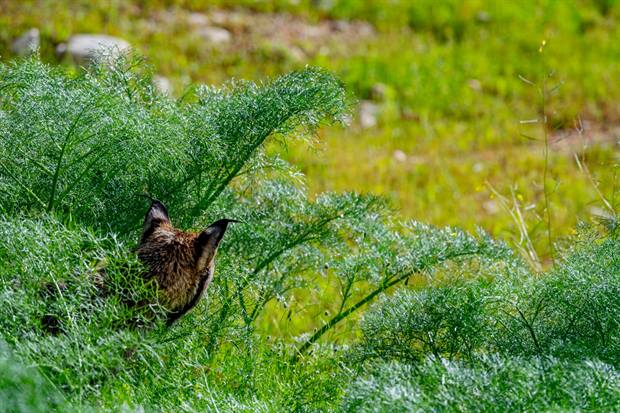 Fauna y finca de Gato Clavo: Conejo en helecho