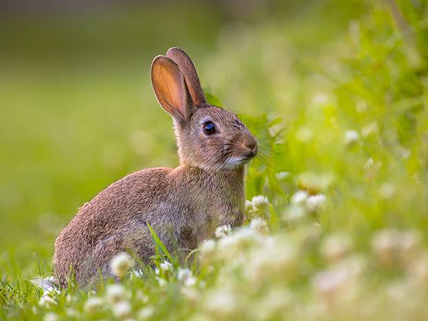 Experiencia de naturaleza en Gato Clavo: conejo de monte