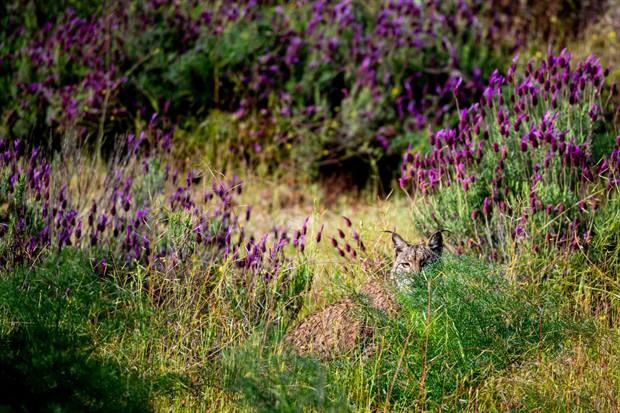 Fauna y finca de Gato Clavo: Conejo en tomillar