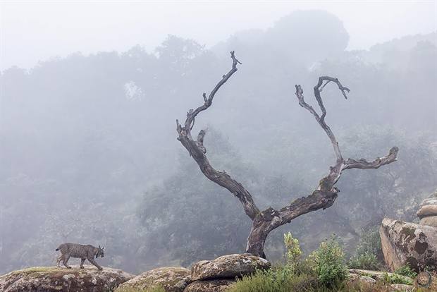 Paisaje mediterráneo de Gato Clavo: Encina y niebla
