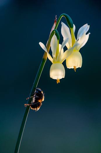 Paisaje mediterráneo de Gato Clavo: Flor silvestre