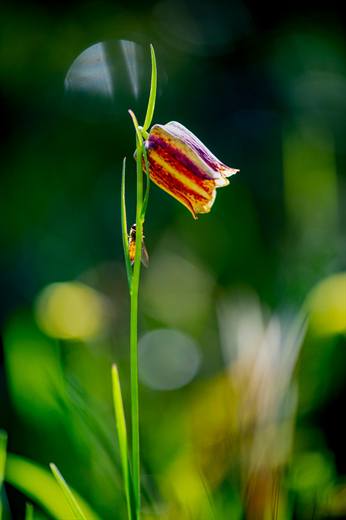 Experiencia de naturaleza en Gato Clavo: detalle de flora mediterránea