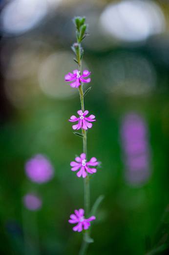 Paisaje mediterráneo de Gato Clavo: Flor en sombra