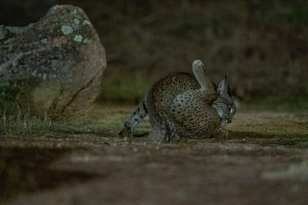 Fauna y finca de Gato Clavo: Gineta nocturna