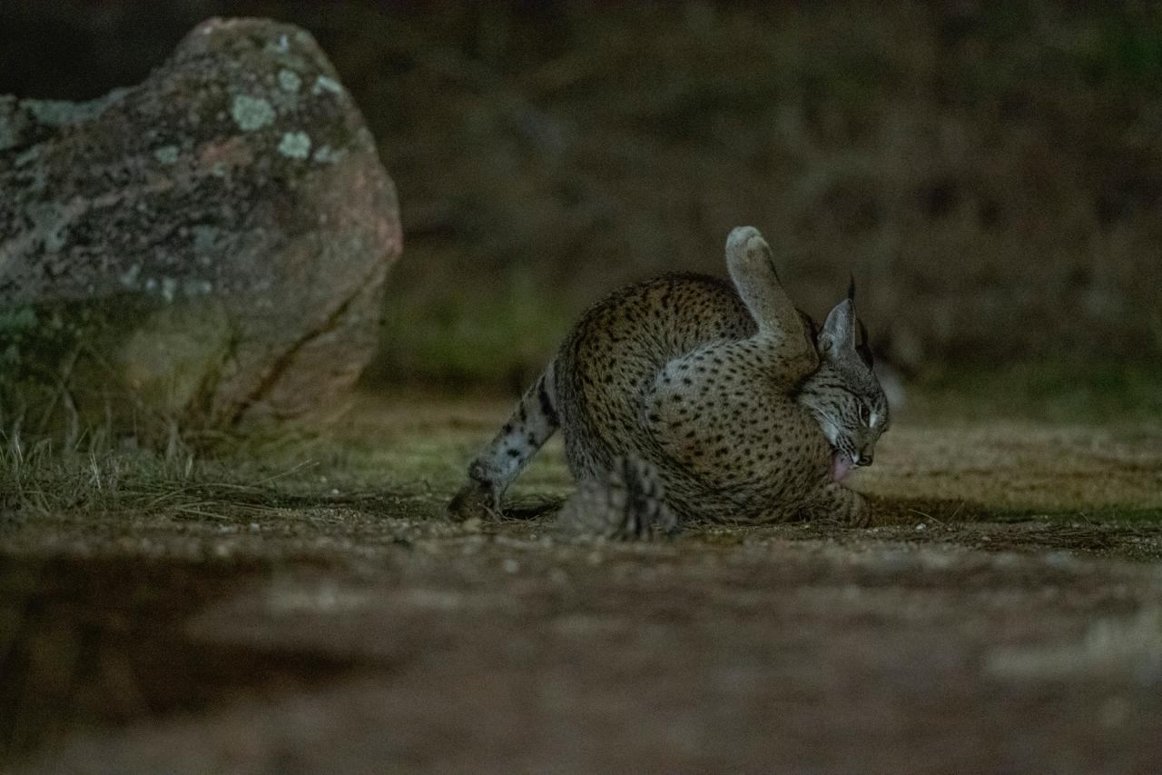 Gineta fotografiada de noche en la finca