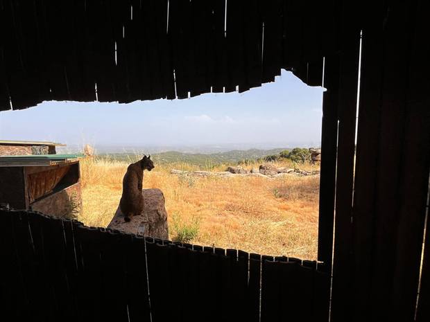 Hide fotográfico de Gato Clavo: mirilla hacia el territorio