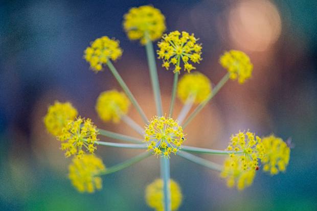 Paisaje mediterráneo de Gato Clavo: Detalle de floracion