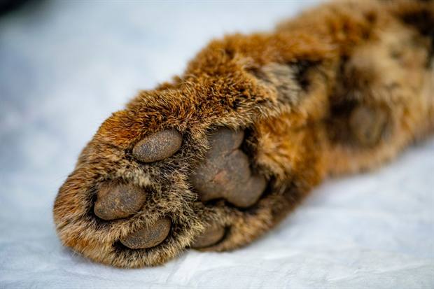 Experiencia Gato Clavo: Detalle de huella