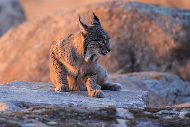 Lince ibérico en Gato Clavo: comportamiento natural