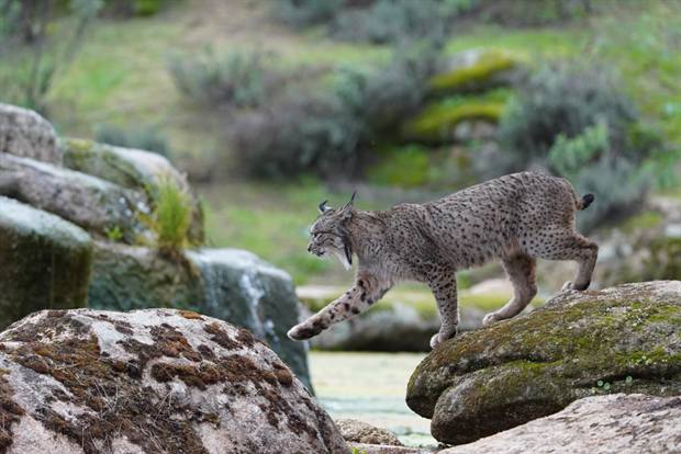 Lince ibérico en Gato Clavo: Ruta de agua