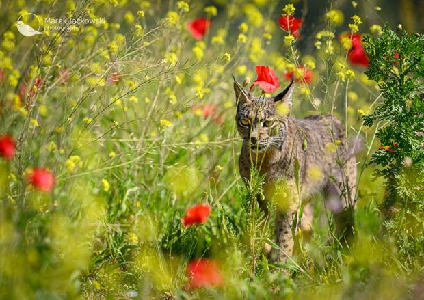 Lince ibérico en Gato Clavo: lince entre amapolas