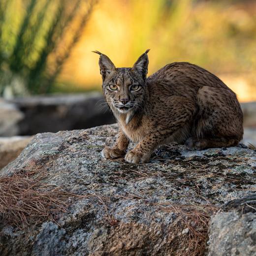Lince ibérico en Gato Clavo: Roca ambar