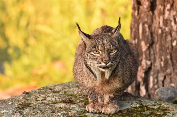 Lince ibérico en Gato Clavo: lince junto al árbol