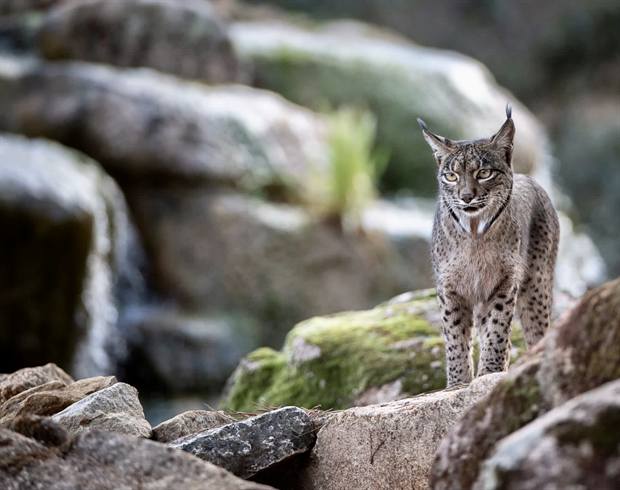 Lince ibérico en Gato Clavo: Paso en arroyo