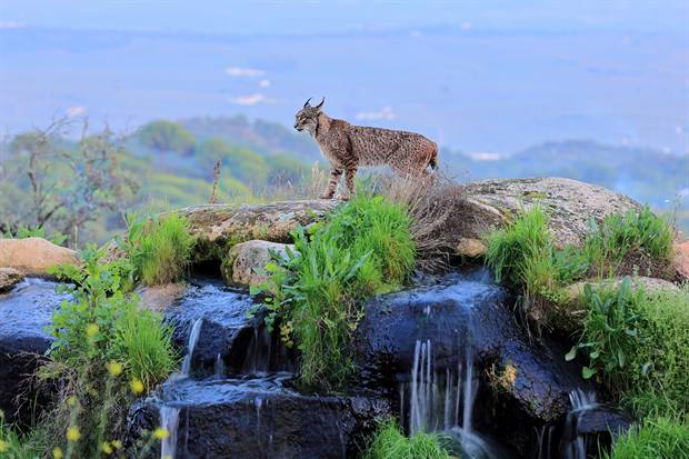 Lince ibérico en Gato Clavo: lince junto al agua