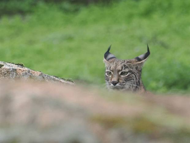 Lince ibérico en Gato Clavo: Mirada entre rocas