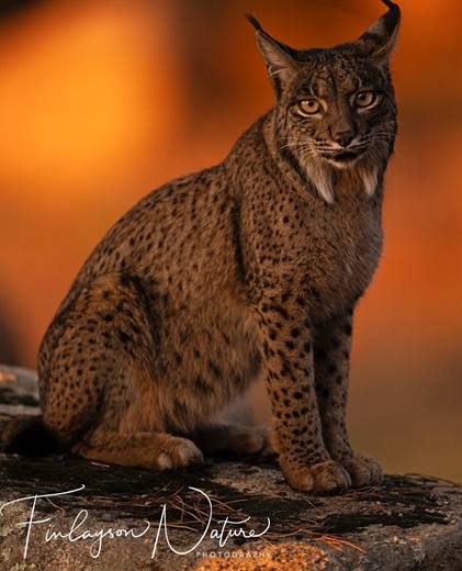 Lince ibérico en Gato Clavo: atardecer de lince