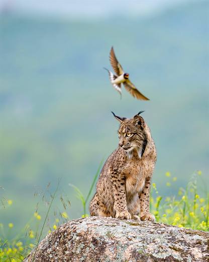Lince ibérico en Gato Clavo: instante con ave