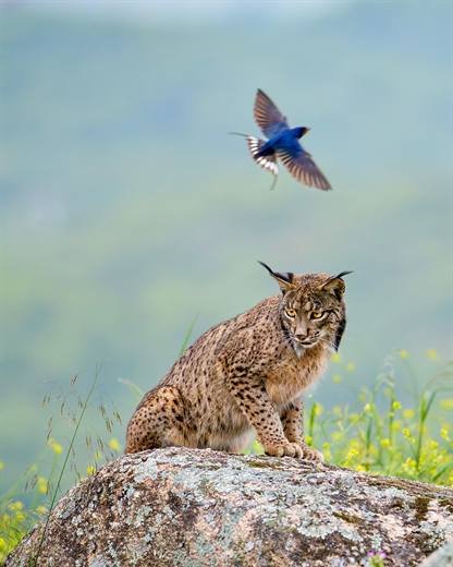 Lince ibérico en Gato Clavo: lince y ave en vuelo