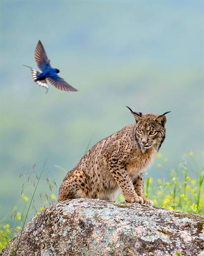 Lince ibérico en Gato Clavo: Lince con ave en vuelo