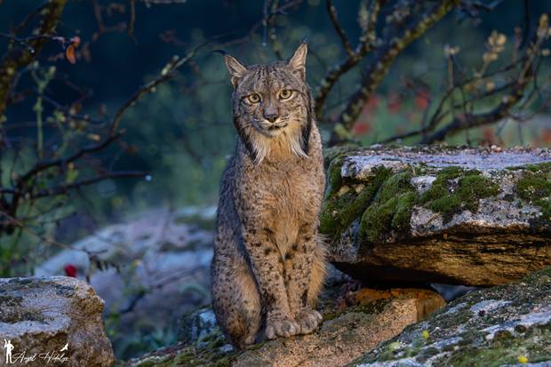 Lince ibérico en Gato Clavo: lince azul nocturno