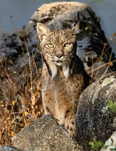 Lince ibérico en Gato Clavo: Descenso entre rocas