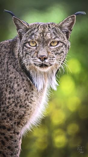 Lince ibérico en Gato Clavo: lince en bosque verde