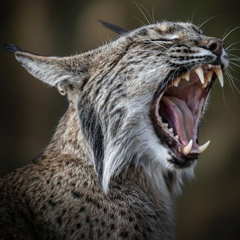 Lince ibérico en Gato Clavo: bostezo de lince