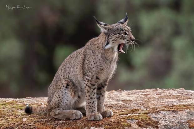 Lince ibérico en Gato Clavo: Bostezo sobre tronco
