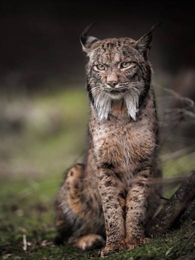 Lince ibérico en Gato Clavo: Jovenes en roquedo
