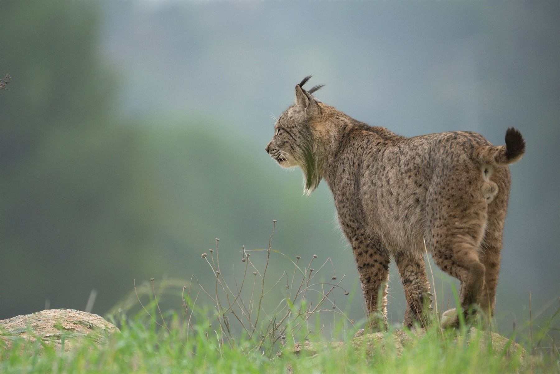 Lince ibérico caminando entre bruma en Gato Clavo