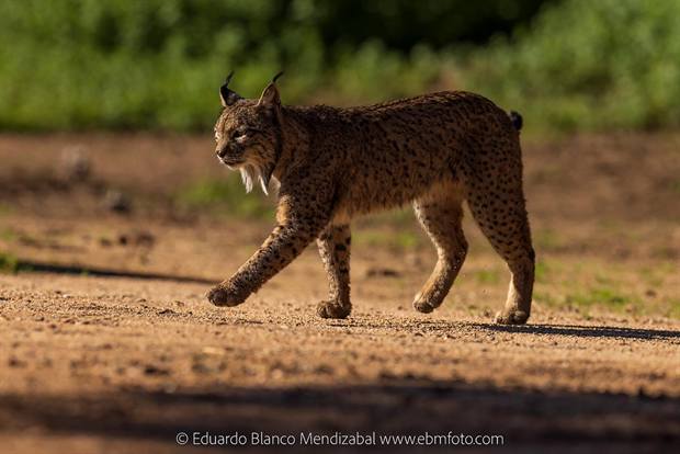 Lince ibérico en Gato Clavo: lince en movimiento