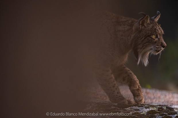 Lince ibérico en Gato Clavo: Carrera en sombra