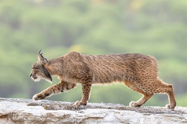 Lince ibérico en Gato Clavo: lince en carrera