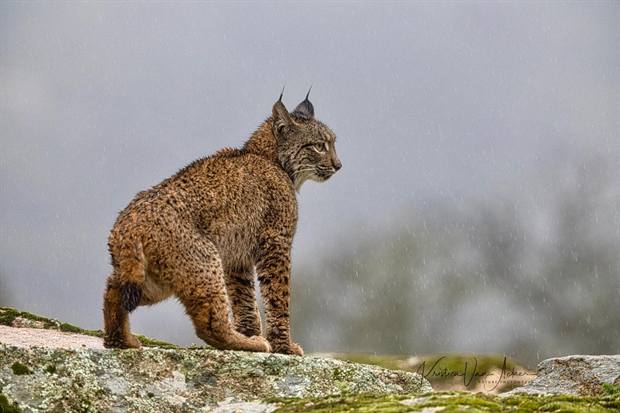 Lince ibérico en Gato Clavo: Cima con niebla