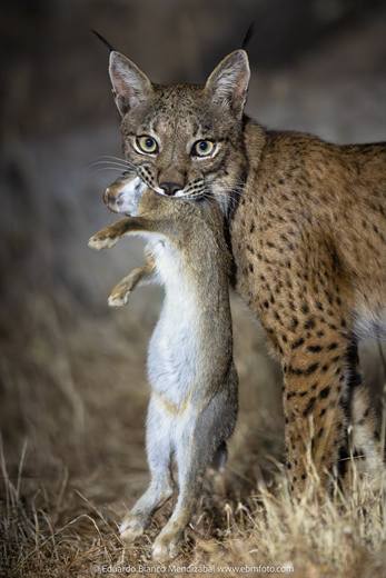 Lince ibérico en Gato Clavo: lince con conejo