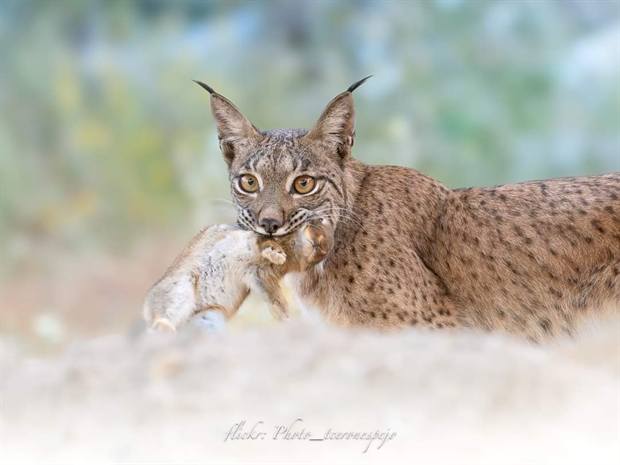 Lince ibérico en Gato Clavo: Comportamiento de caza