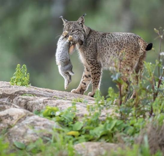 Lince ibérico en Gato Clavo: lince con presa