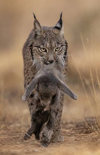 Lince ibérico en Gato Clavo: instante de caza
