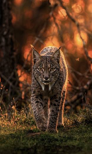 Lince ibérico en Gato Clavo: contraluz cálido