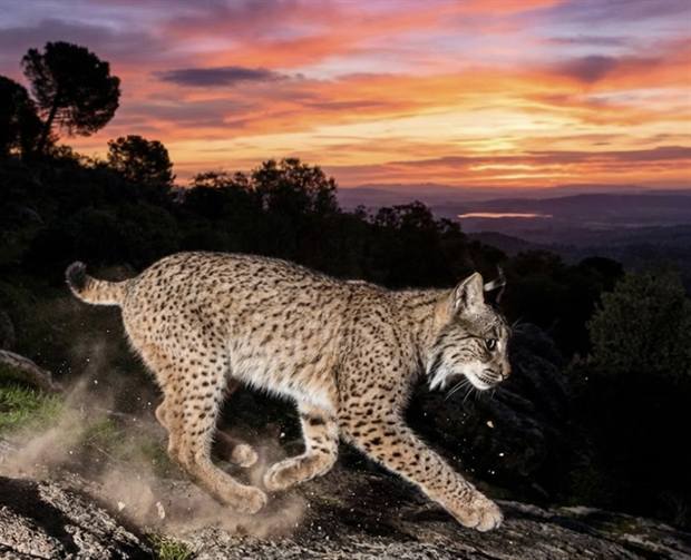 Lince ibérico en Gato Clavo: lince al crepúsculo