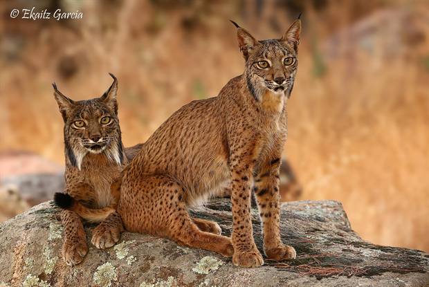 Lince ibérico en Gato Clavo: linces jóvenes