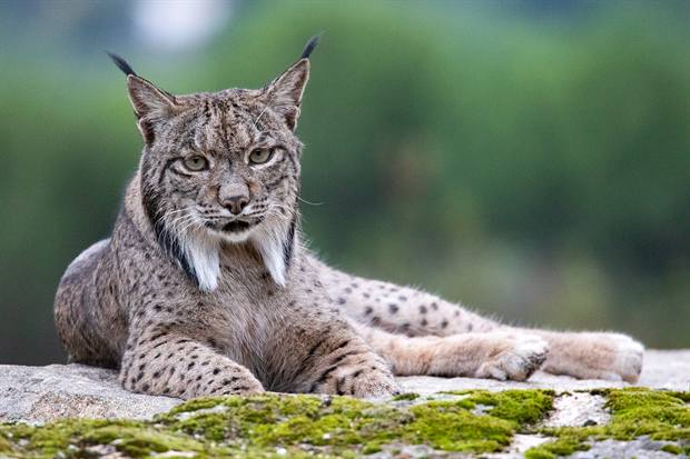 Lince ibérico en Gato Clavo: descanso sobre musgo